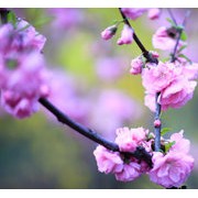 榆叶梅高清摄影图片 赏花正当时