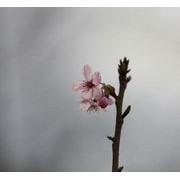 到果园里去拍果树花 花儿虽小如此迷人