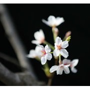 美丽的春天拍摄果树花儿芳香迷人