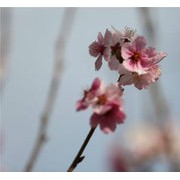 春季花开果树花也是如此美