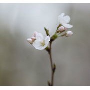 果树花儿如此迷人让人们忍不住的想要多拍几张